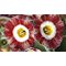 Примула ушковая 'Блаш Бэби' /         Primula auricula 'Blush Baby'